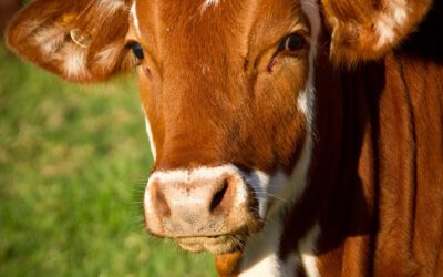 🥛 Kuhmilch im Ayurveda – Ein echtes Superfood!