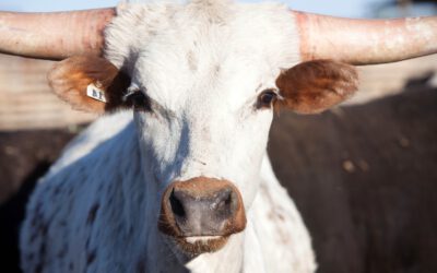 Du bist, was Du isst! Warum ein indischer Swami nur Milch von seinen eigenen Kühen trinkt